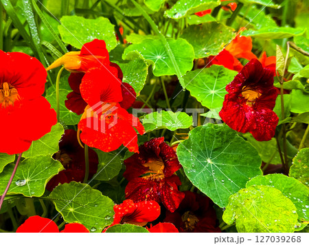 Vibrant red and orange nasturtium flowers among dew kissed green leaves Vibrant red and orange nasturtium flowers among dew kissed green leaves 127039268