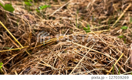 Close up view of dry brown grass and small green plants in natural habitat Close up view of dry brown grass and small green plants in natural habitat 127039269