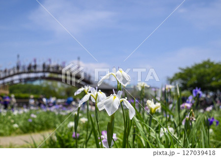 潮来アヤメ祭りと花菖蒲の花 潮来アヤメ祭りと花菖蒲の花 127039418