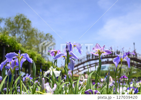 潮来アヤメ祭りと花菖蒲の花 潮来アヤメ祭りと花菖蒲の花 127039420