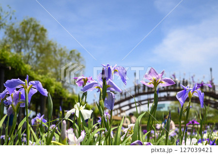 潮来アヤメ祭りと花菖蒲の花 潮来アヤメ祭りと花菖蒲の花 127039421