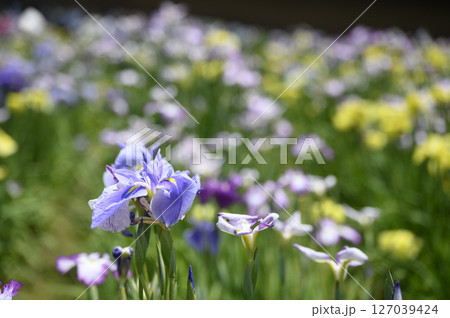 潮来アヤメ祭りと花菖蒲の花 127039424