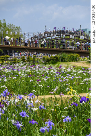 潮来アヤメ祭りと花菖蒲の花 127039430