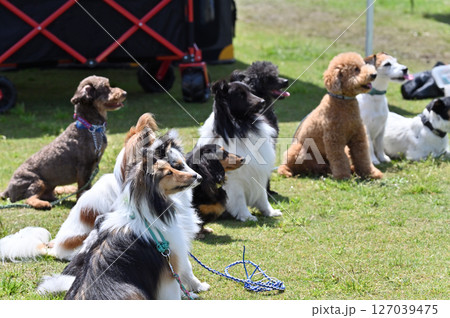 みんなでお散歩 たくさんのワンちゃんたち みんなでお散歩 たくさんのワンちゃんたち 127039475