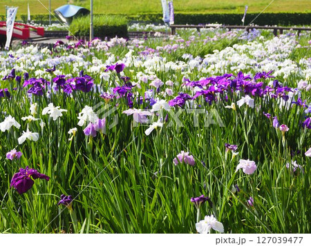 油ヶ渕花しょうぶ園2025年 127039477