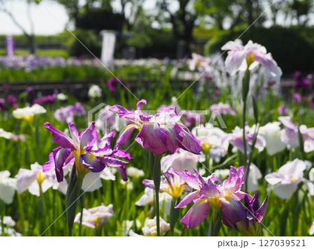 油ヶ渕花しょうぶ園でしょうぶを鑑賞 油ヶ渕花しょうぶ園でしょうぶを鑑賞 127039521