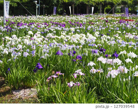 油ヶ渕花しょうぶ園2025年の記録 127039548