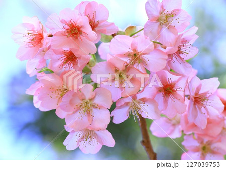 満開の河津桜（早春イメージ） 127039753