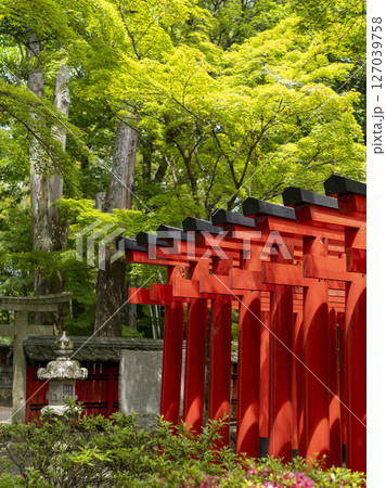 稲荷神社の鳥居と青紅葉 稲荷神社の鳥居と青紅葉 127039758