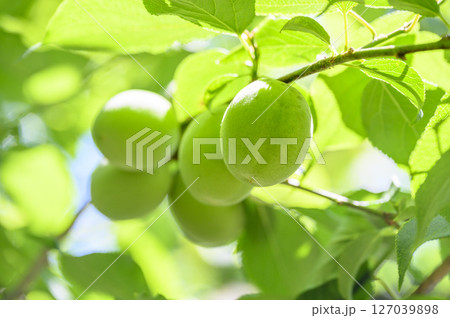 初夏のたわわに実った青梅の実 127039898