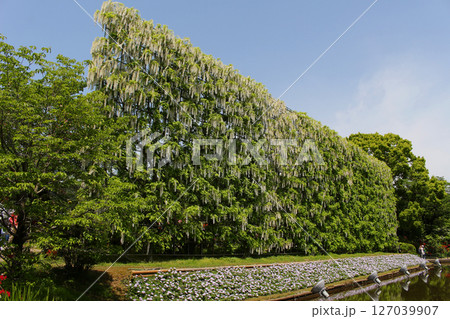 白藤の壁 127039907