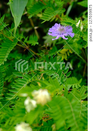 白山の高山植物 127039975