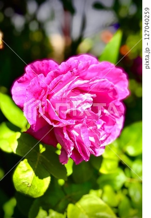 美しい花々 127040259