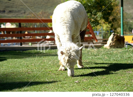 alpaca 127040336