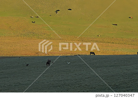 Cows in the pasture 127040347