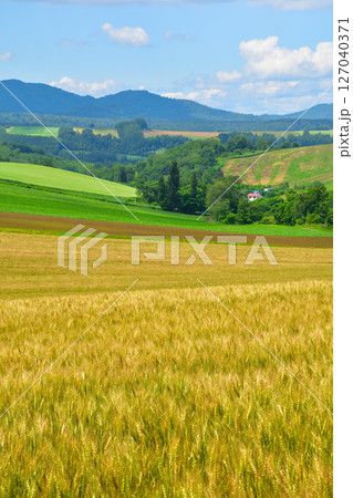 夏 美瑛町 麦畑の丘 夏 美瑛町 麦畑の丘 127040371