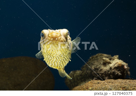 ハリセンボン フグ オニオコゼ オコゼ 魚 海水魚 毒魚 虎魚 鬼虎魚 ハリセンボン フグ オニオコゼ オコゼ 魚 海水魚 毒魚 虎魚 鬼虎魚 127040375