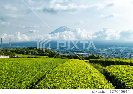 静岡県富士市にある岩本山の緑茶の茶畑と富士市街並みと富士山 127040644