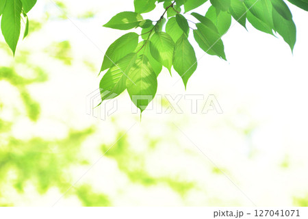 清々しさが漂う新緑の季節 127041071