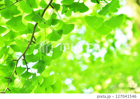 清々しさが漂う新緑の季節 127041546