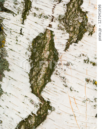 Exploring the intricate textures of birch tree bark on a sunny afternoon 127041696