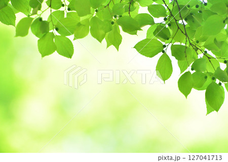 清々しさが漂う新緑の季節 127041713
