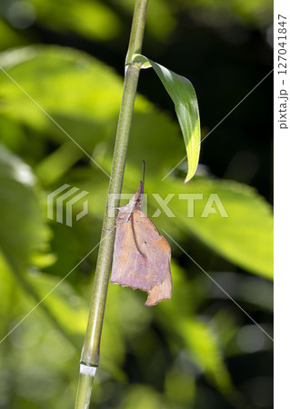 テングチョウ 127041847