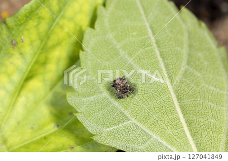 トゲハラヒラセクモゾウムシ 127041849