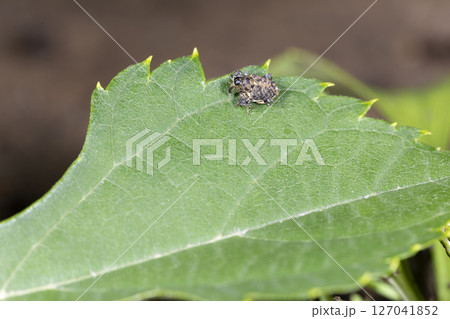 トゲハラヒラセクモゾウムシ 127041852