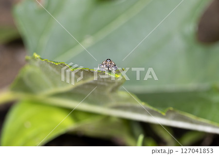 トゲハラヒラセクモゾウムシ 127041853