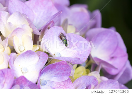 ハラアカマルセイボウ 127041866