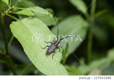 ヒメヒゲナガカミキリムシ ヒメヒゲナガカミキリムシ 127041886