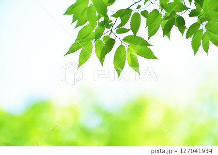 清々しさが漂う新緑の季節 127041934