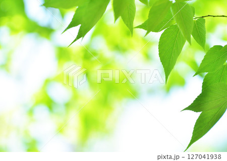 清々しさが漂う新緑の季節 127041938