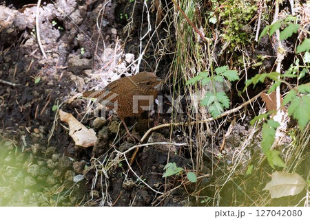 虫を捕ったミソサザイ 虫を捕ったミソサザイ 127042080