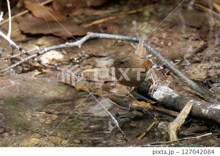 水辺のミソサザイ 127042084