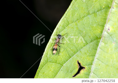 ヤガタアリグモ 127042258