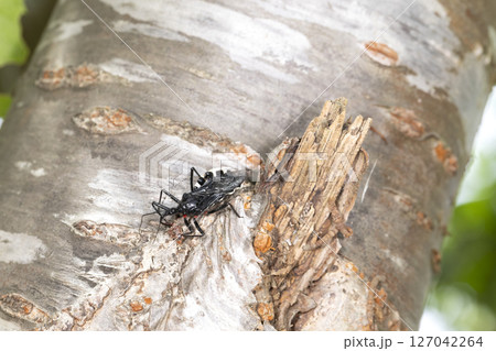 ヨコヅナサシガメ 127042264