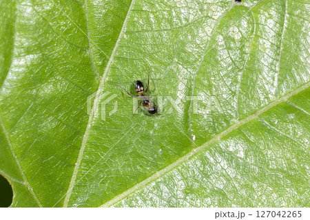 ヨツボシオオアリ 127042265