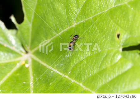 ヨツボシオオアリ 127042266