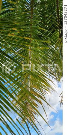 Lush Green Palm Frond Against Blue Sky with White Clouds. Tropical Nature Backdrop. Summer Travel and Vacation. 127042271
