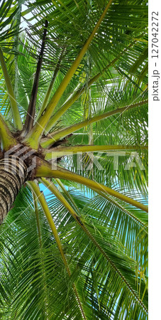 Underside View of Palm Tree Fronds. Green Leaves and Blue Sky. Travel or Nature Concept. Underside View of Palm Tree Fronds. Green Leaves and Blue Sky. Travel or Nature Concept. 127042272