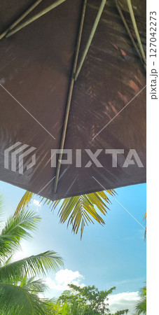 Under Dark Umbrella and Green Palm Tree Leaves. Summer Weather Protection, Vacation and Travel Concept. 127042273