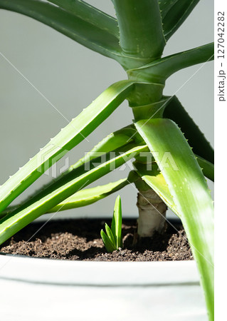 Close Up of Aloe Vera Plant with Fresh New Sprout. Homegrown Succulent for Natural Health and Beauty Remedies. Close Up of Aloe Vera Plant with Fresh New Sprout. Homegrown Succulent for Natural Health and Beauty Remedies. 127042282