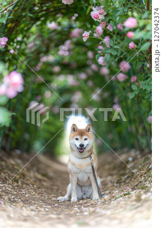 バラの公園で遊ぶ柴犬 可愛い柴犬 柴犬茜 バラの公園で遊ぶ柴犬 可愛い柴犬 柴犬茜 127042374
