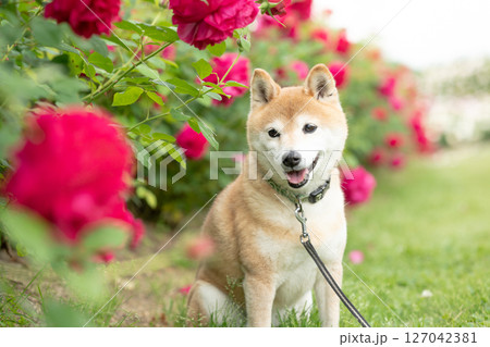 バラの公園で遊ぶ柴犬 可愛い柴犬 柴犬茜 バラの公園で遊ぶ柴犬 可愛い柴犬 柴犬茜 127042381