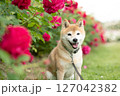バラの公園で遊ぶ柴犬　可愛い柴犬　柴犬茜 127042382