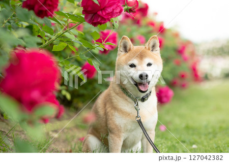 バラの公園で遊ぶ柴犬　可愛い柴犬　柴犬茜 127042382