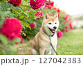 バラの公園で遊ぶ柴犬　可愛い柴犬　柴犬茜 127042383