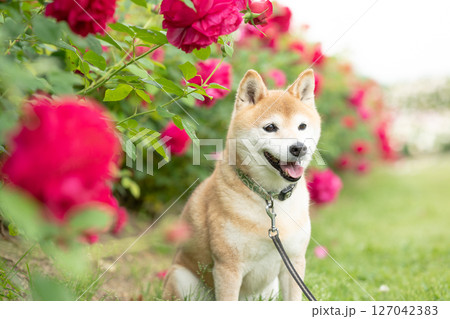 バラの公園で遊ぶ柴犬 可愛い柴犬 柴犬茜 バラの公園で遊ぶ柴犬 可愛い柴犬 柴犬茜 127042383